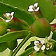 [photo of Nodding Spurge]