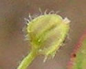 [photo of fruit]