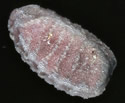 [photo of seed]