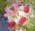 [close-up of flowers]