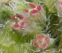 [photo of flowers]