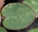[photo of leaves and hairy stem]