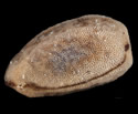 [photo of seed]