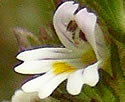 [photo of flowers]