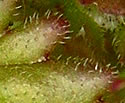 [photo of leaves]