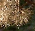 [photo of fruit]