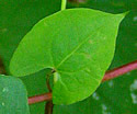 [photo of leaves]