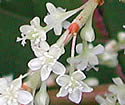 [photo of flowers]