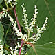 [photo of Japanese Knotweed]