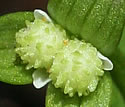 [photo of flower]