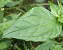 [photo of leaves]