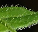 [photo of leaves]