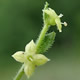 [photo of Licorice Bedstraw]