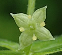 [photo of flowers]