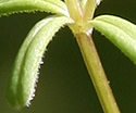 [photo of leaves]