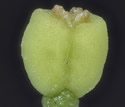 [photo of fruit]