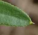 [photo of leaves whorled in 8s]