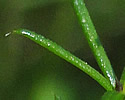 [photo of leaves]