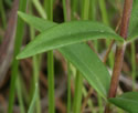 [photo of mid-stem leaves]
