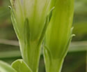 [photo of calyx]