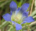 [photo of flower]