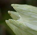 [photo of flowers]