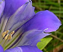 [photo of flower]