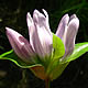 [photo of Great Lakes Gentian]