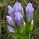 [photo of Stiff Gentian]