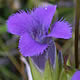 [photo of Greater Fringed Gentian]