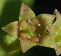 [photo of flowers]