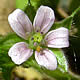 [photo of Carolina Cranesbill]