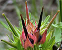 [photo of fruit]