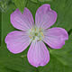 [photo of Wild Geranium]