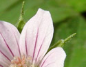 [photo of flowers]