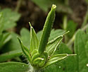 [photo of fruit]