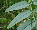 [photo of leaves]