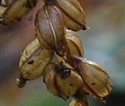 [photo of fruit]