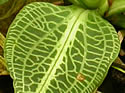 [photo of leaves]
