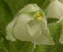 [photo of flowers]