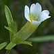 [photo of Clammy Hedge-hyssop]