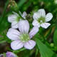 [photo of Low Baby's Breath]