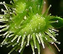 [photo of fruit]