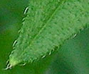 [photo of leaves]