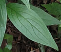[photo of leaves]