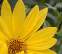 [photo of flowers]