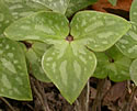 [photo of leaves]
