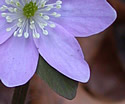 [photo of flowers]