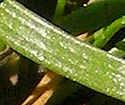[photo of leaves]