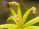 [photo of flower]
